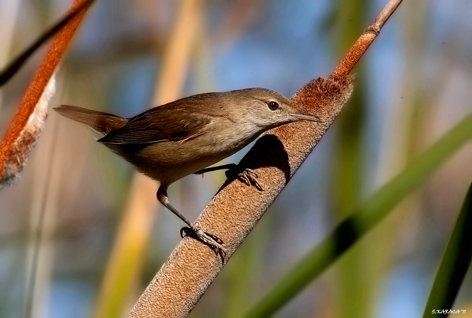 Common Reed Warbler