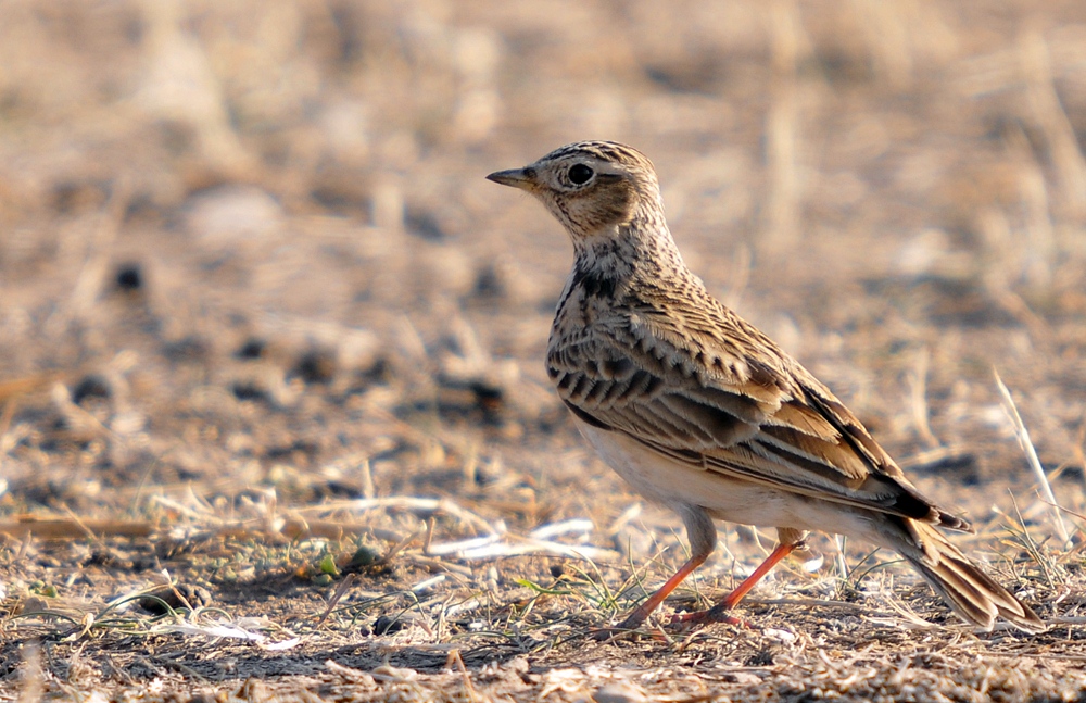 Greater Short-toed Lark