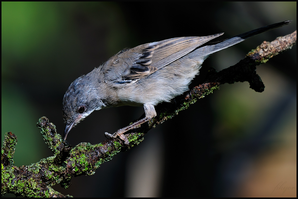 Sardinian Warbler