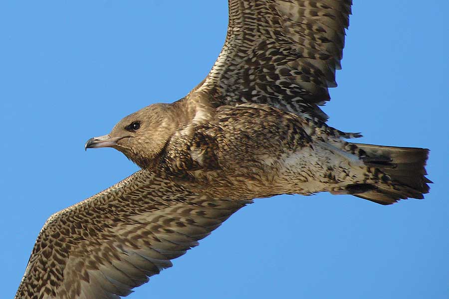 Pomarine Jaeger