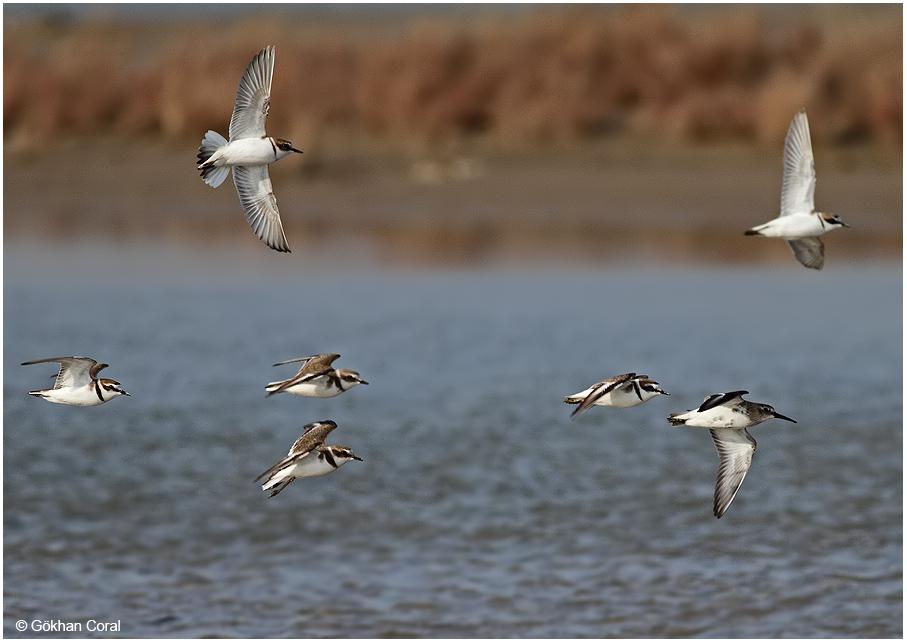 Kentish Plover