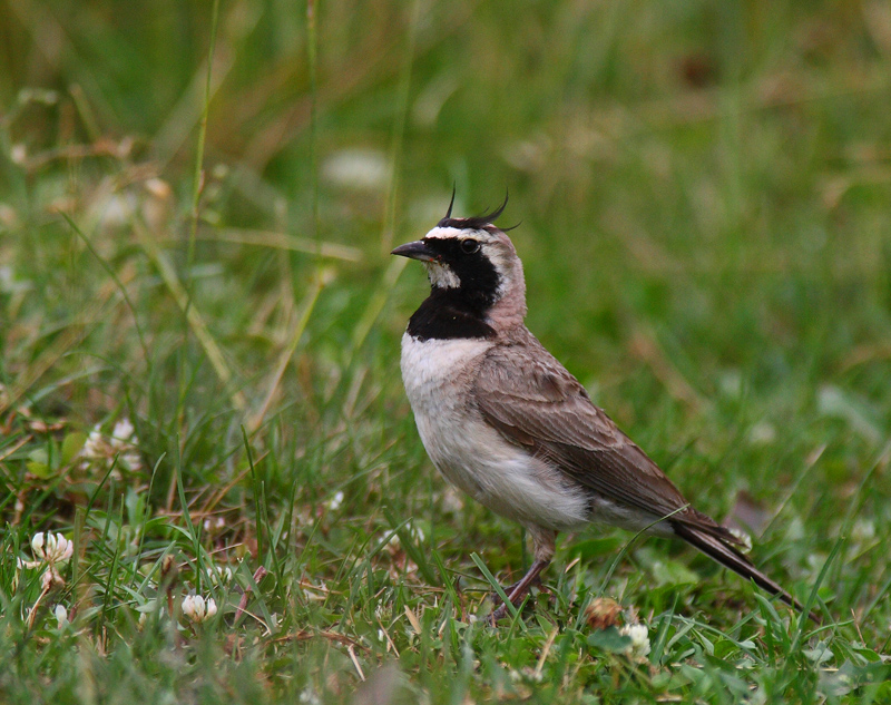 Horned Lark