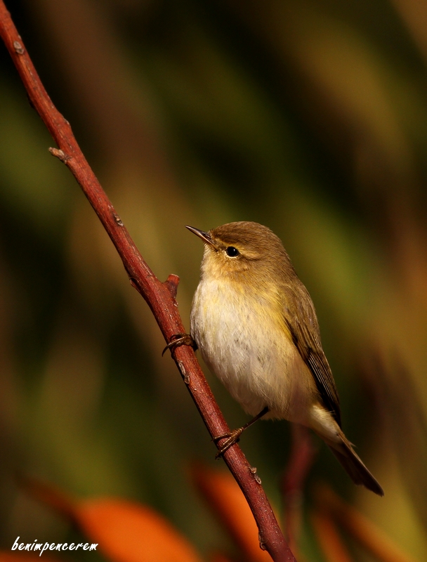 Common Chiffchaff
