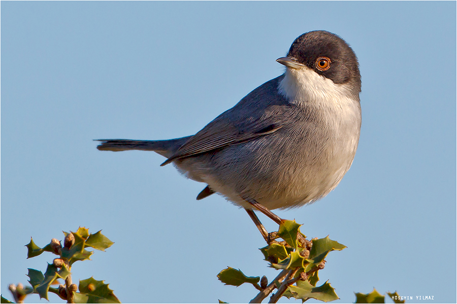 Sardinian Warbler