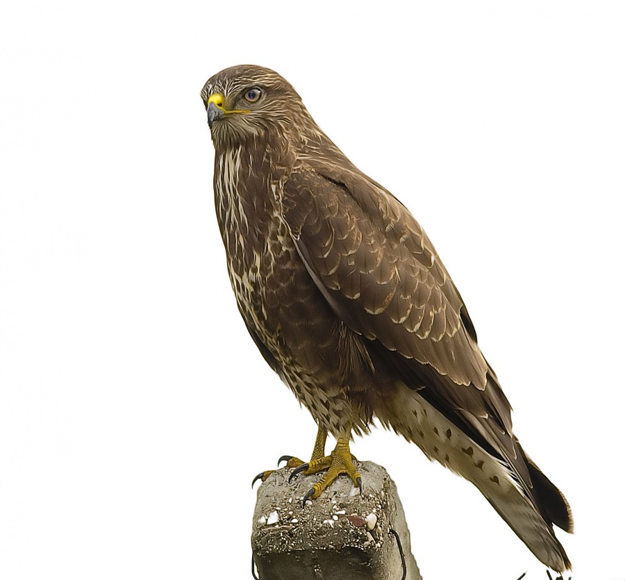 Common Buzzard