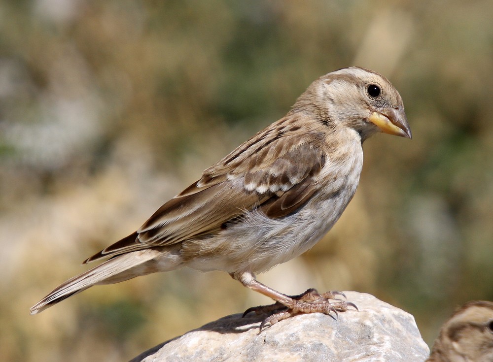 Rock Sparrow