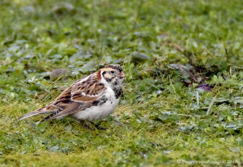 Lapland Longspur