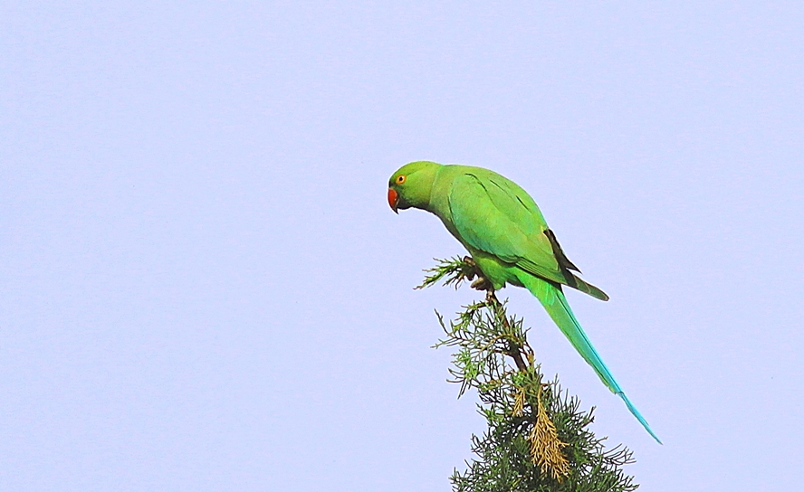 Rose-ringed Parakeet