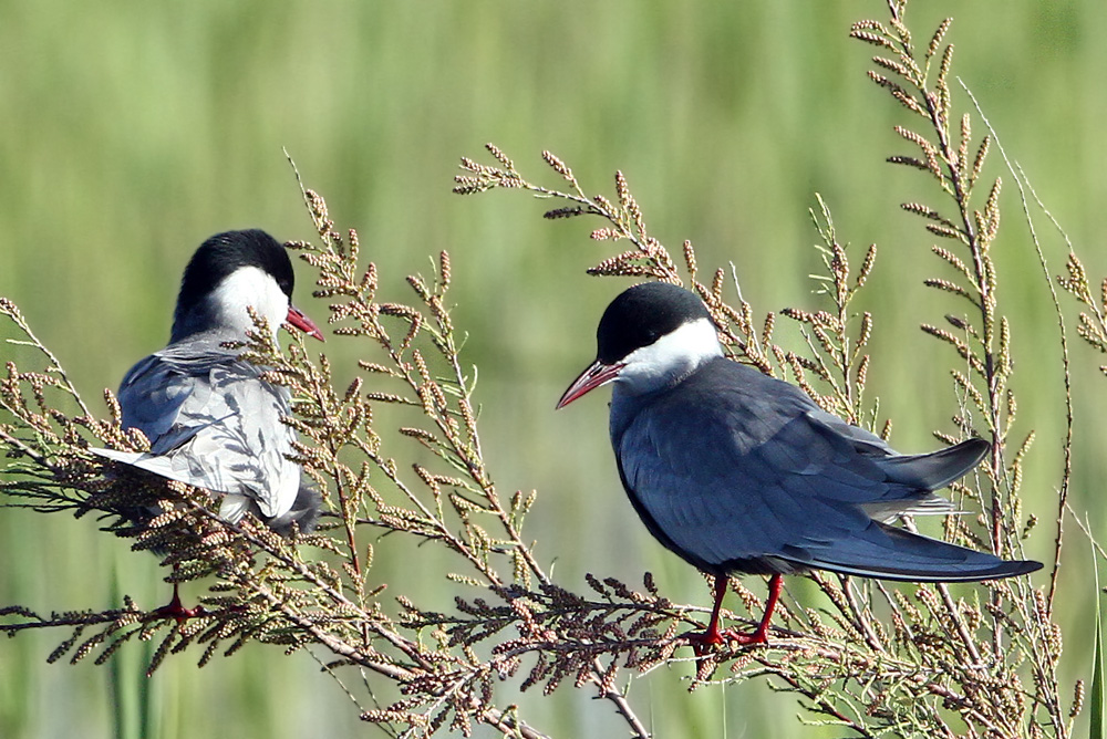 Whiskered Tern