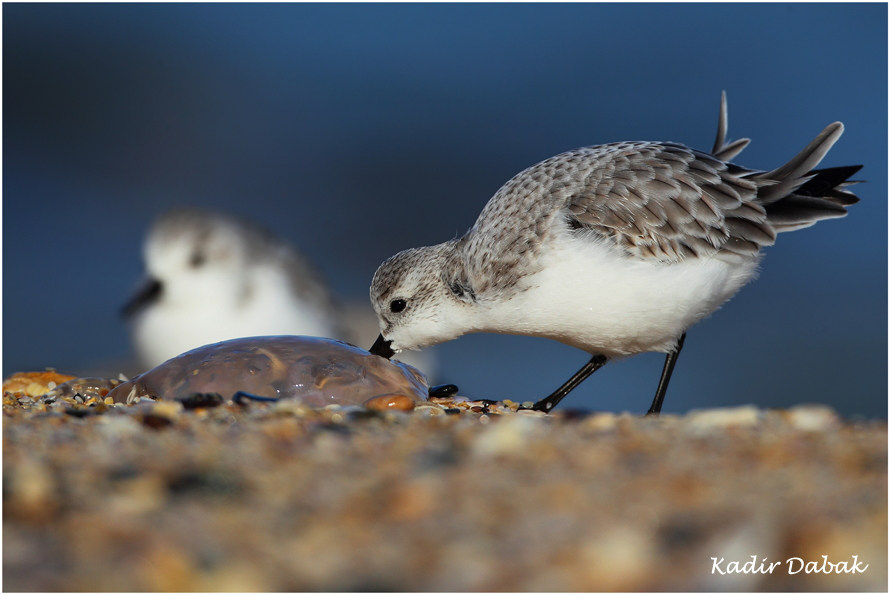 Sanderling
