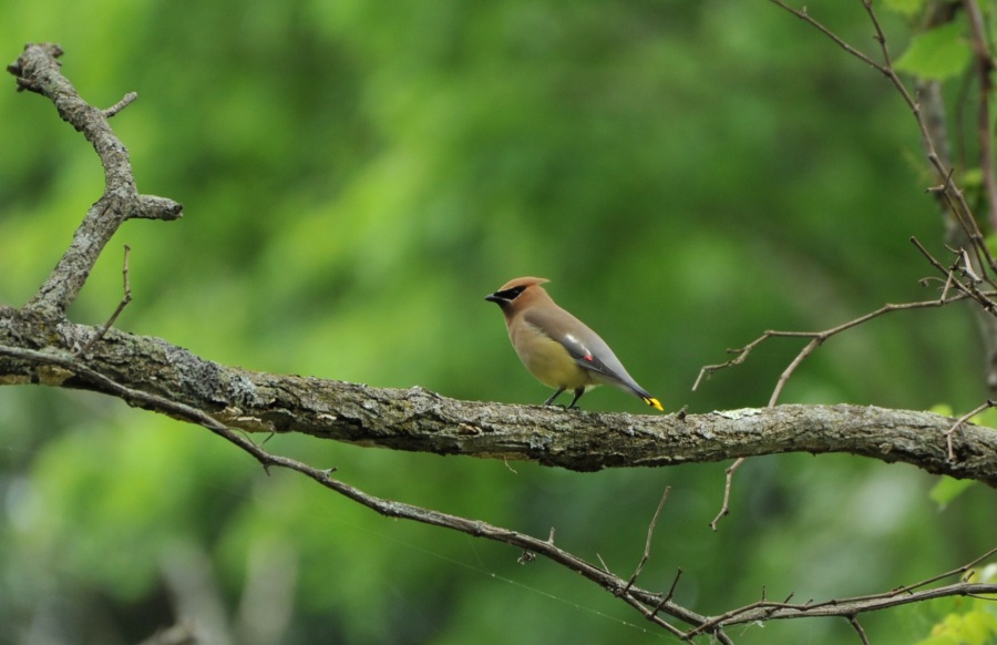 Bohemian Waxwing
