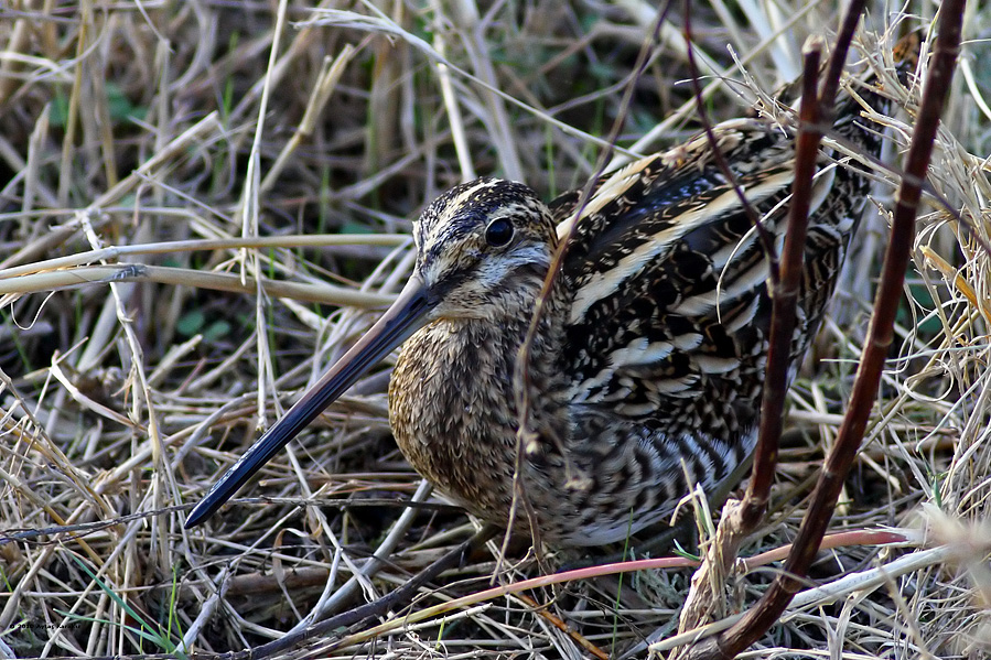 Common Snipe