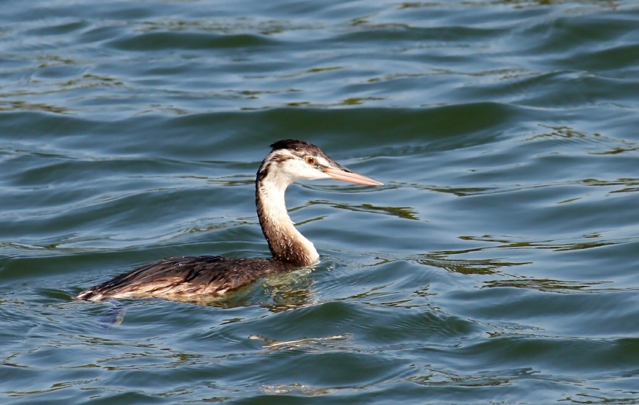 Great Crested Grebe