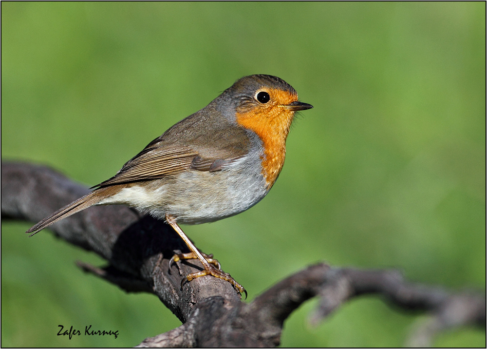 European Robin