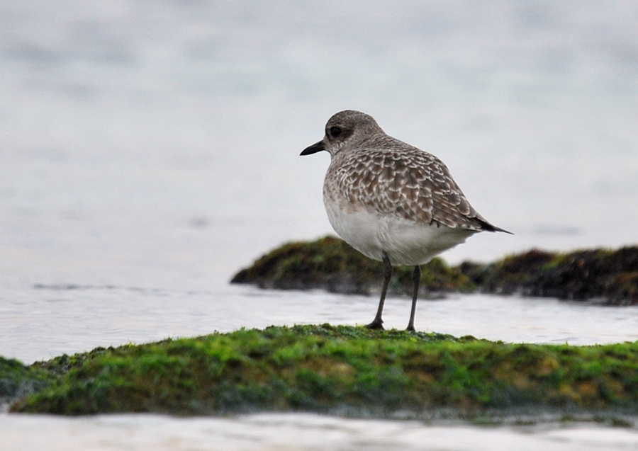 Grey Plover