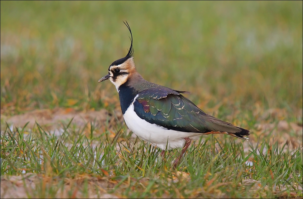 Northern Lapwing
