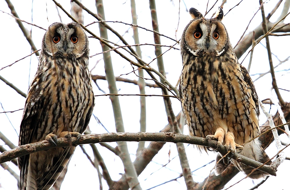 Long-eared Owl