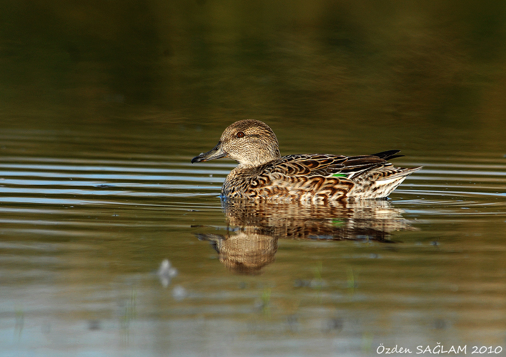 Eurasian Teal