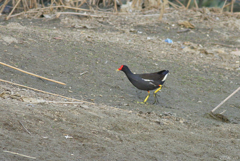 Common Moorhen