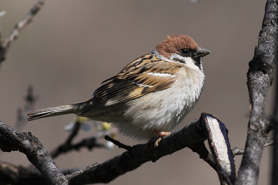 Eurasian Tree Sparrow