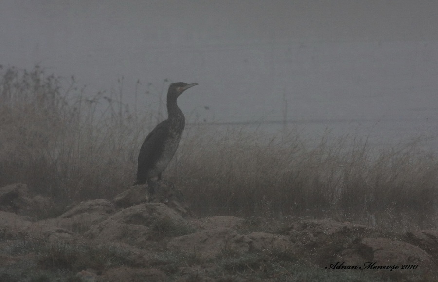 Great Cormorant