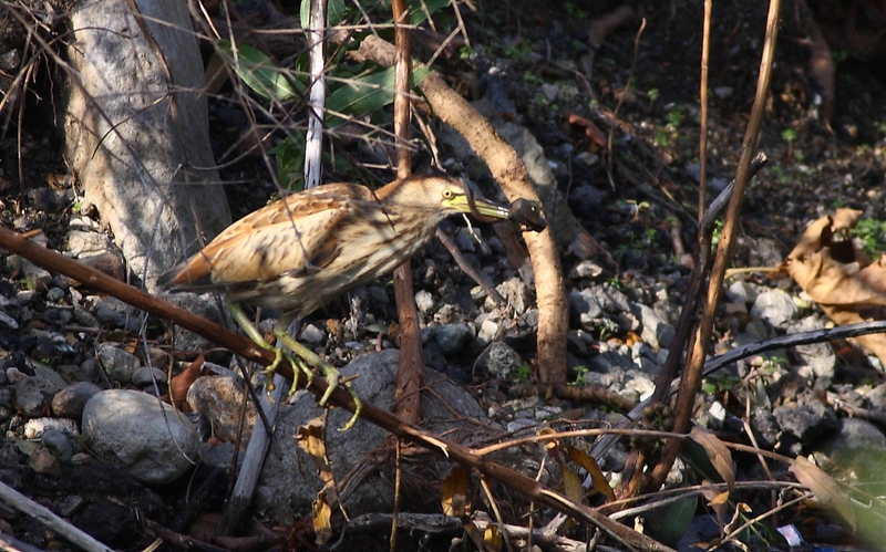 Little Bittern