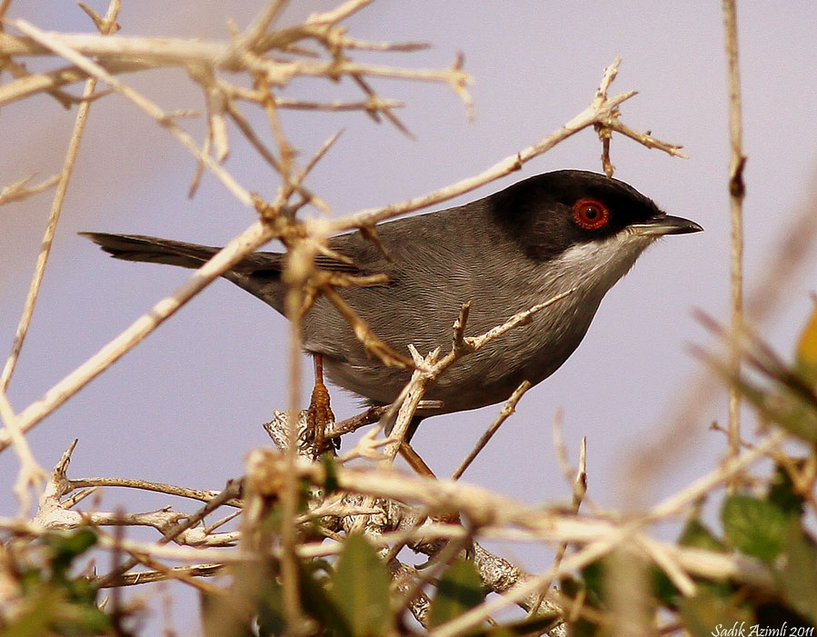 Sardinian Warbler