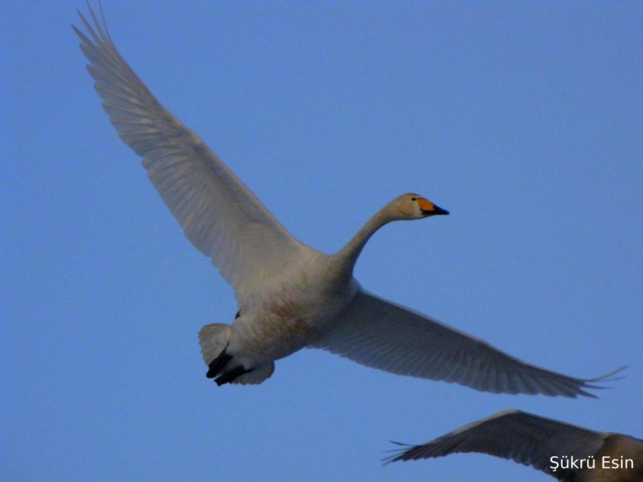 Whooper Swan