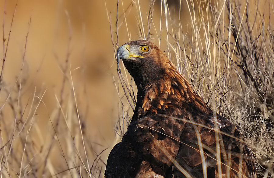 Golden Eagle