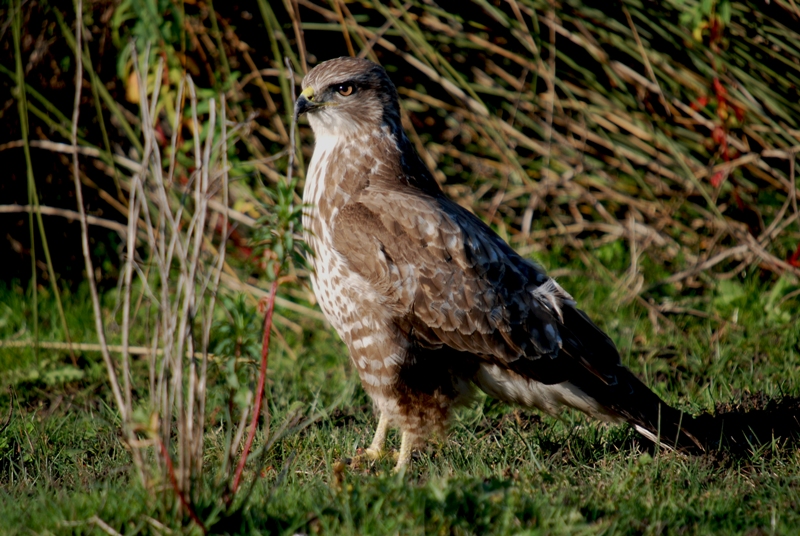 Common Buzzard