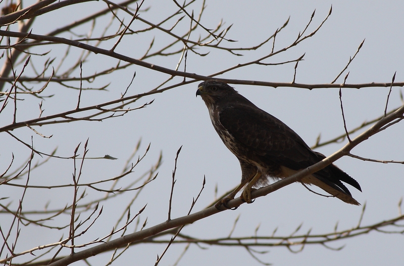 Common Buzzard