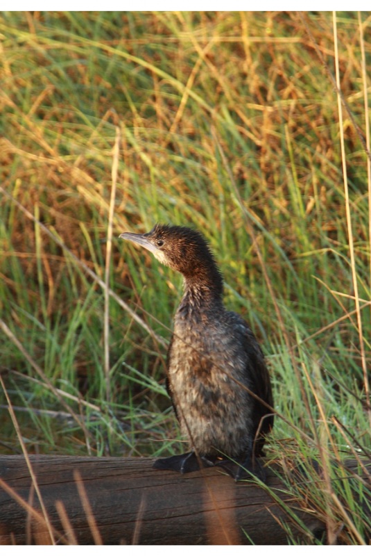 Pygmy Cormorant