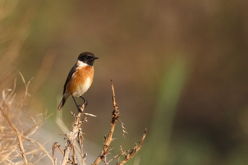 European Stonechat