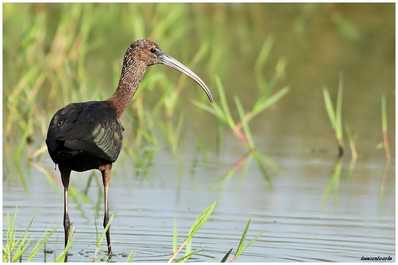 Glossy Ibis