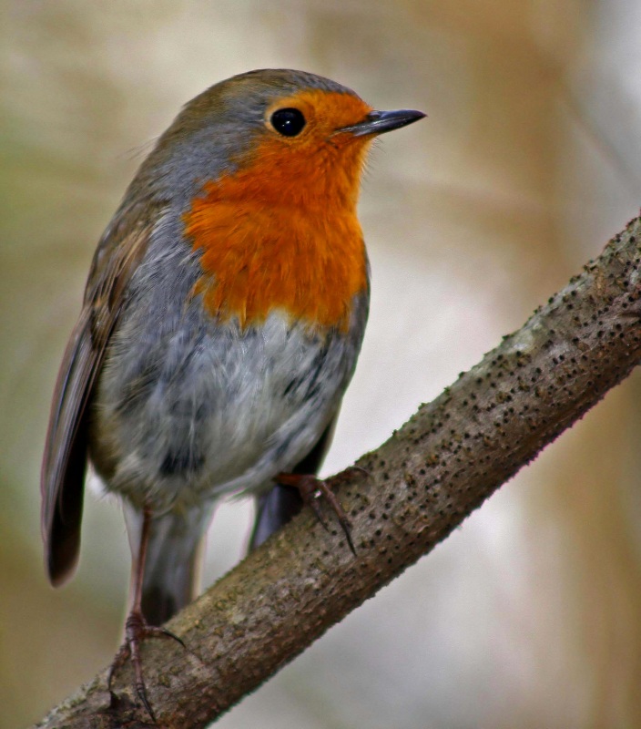 European Robin