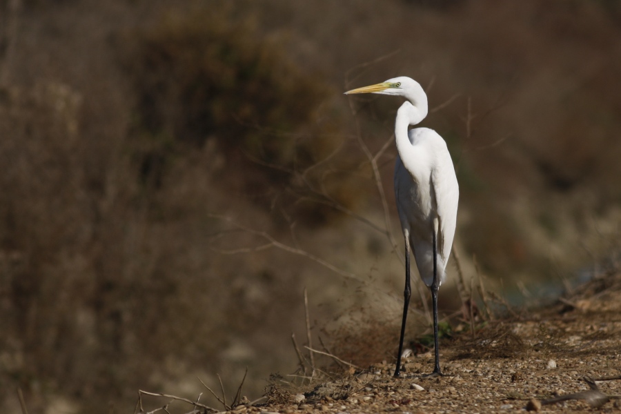 Great Egret