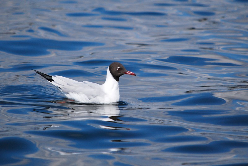 Black-headed Gull