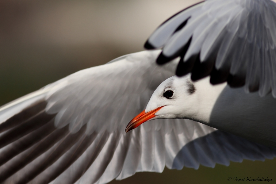 Black-headed Gull