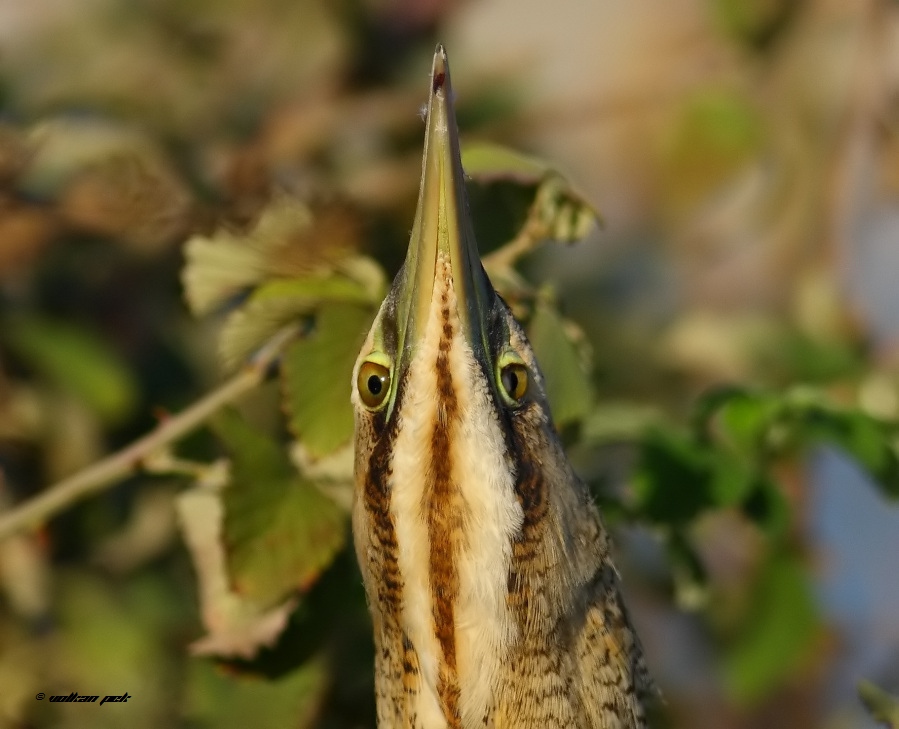 Eurasian Bittern