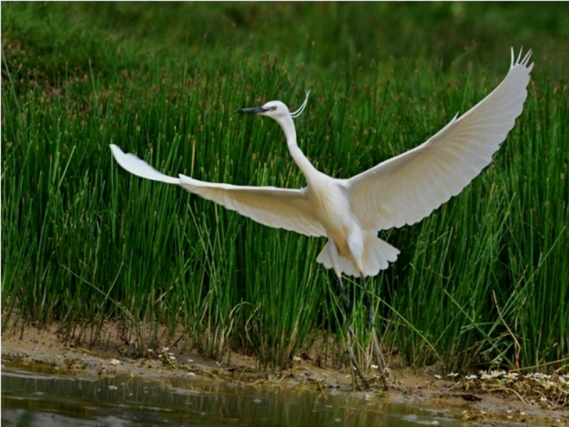 Little Egret