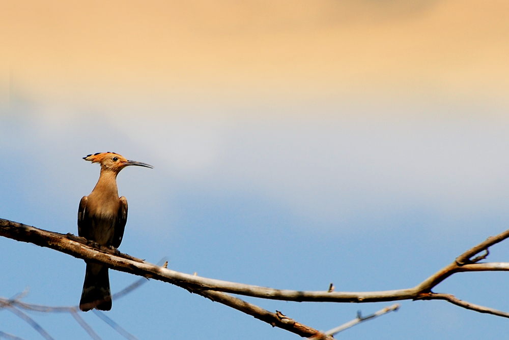 Common Hoopoe