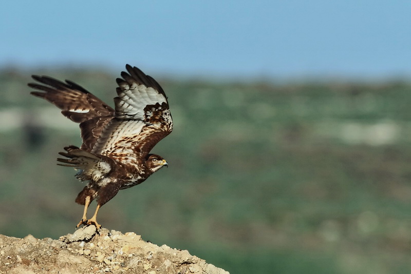 Common Buzzard
