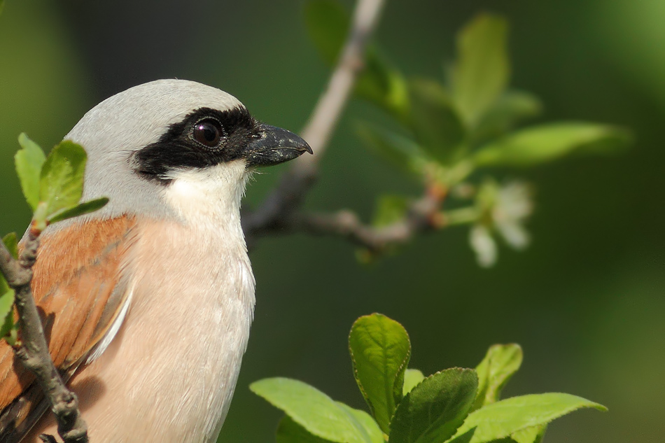 Red-backed Shrike