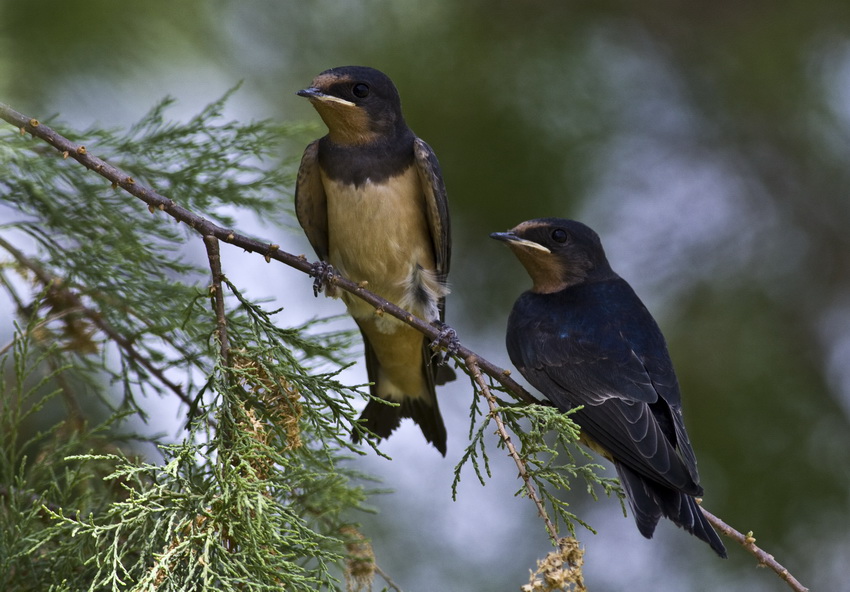 Barn Swallow