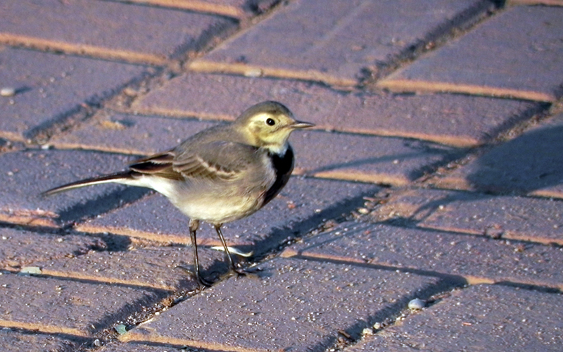 White Wagtail