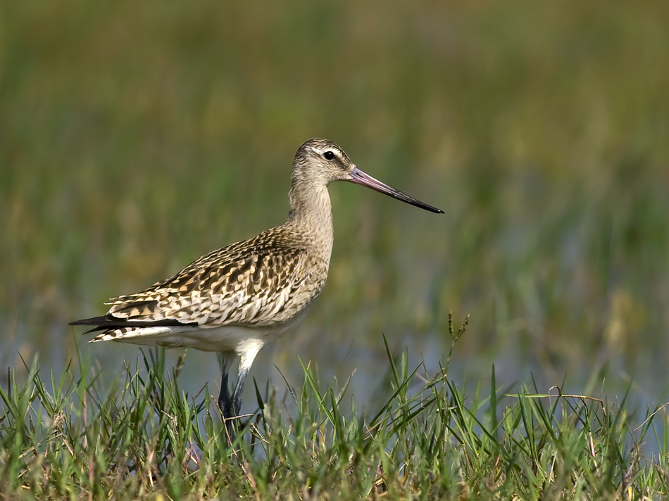 Bar-tailed Godwit