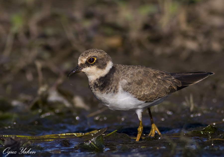 Little Ringed Plover