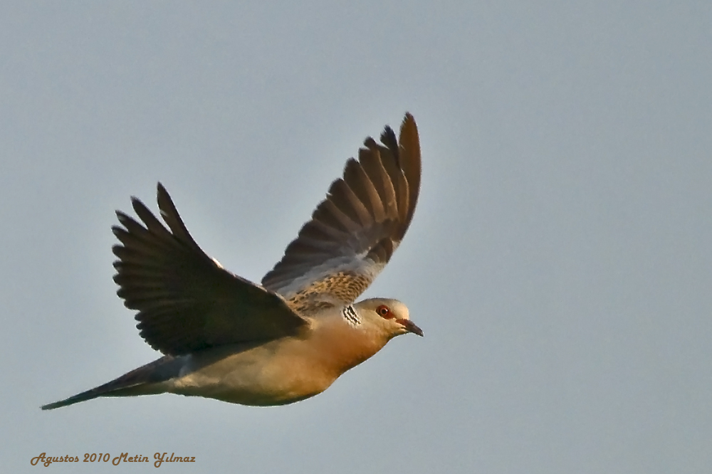 European Turtle Dove