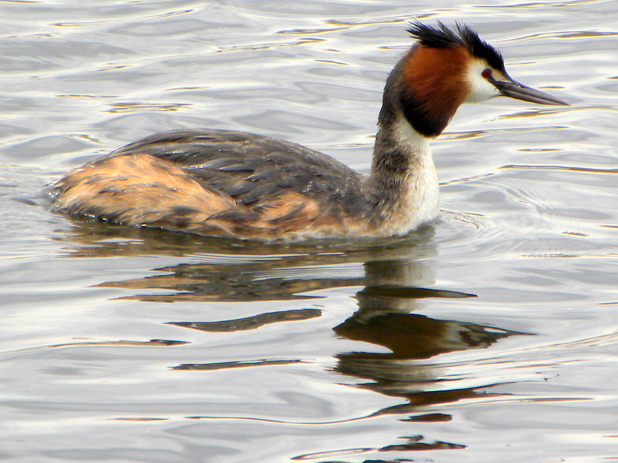 Great Crested Grebe