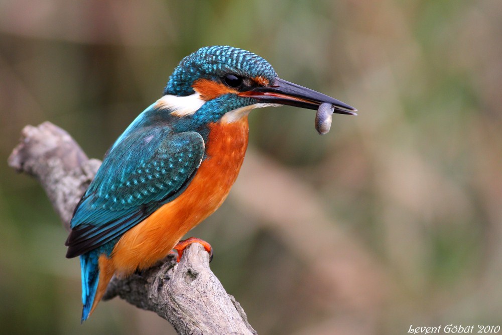 Common Kingfisher